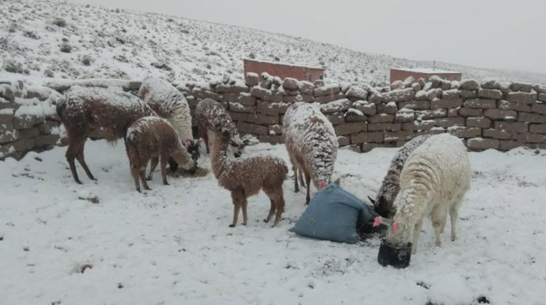 Las nevadas afectan a más de 26.000 familias en Bolivia